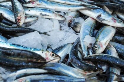 usaha pemisahan daging dan tulang ikan