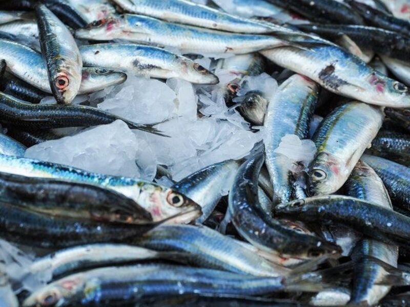 usaha pemisahan daging dan tulang ikan
