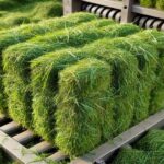 Cara siapkan rumput segar ternak