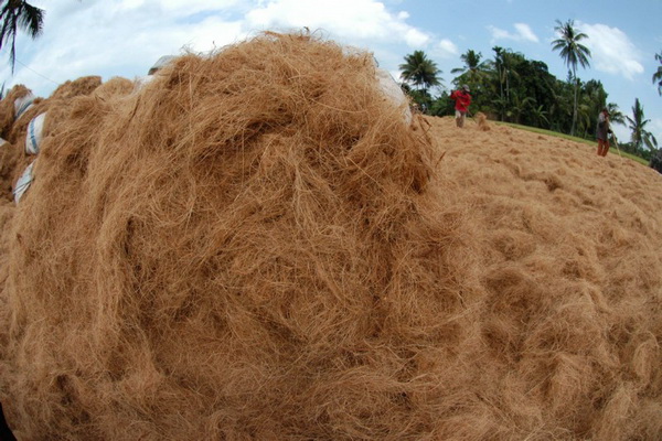 sabut kelapa untuk sistem filtrasi biologi alami