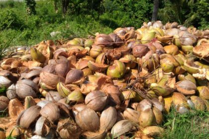 Era Baru Material Alami Sabut Kelapa