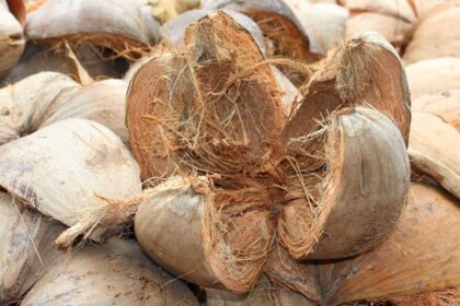 Revolusi bahan alami melalui sabut kelapa
