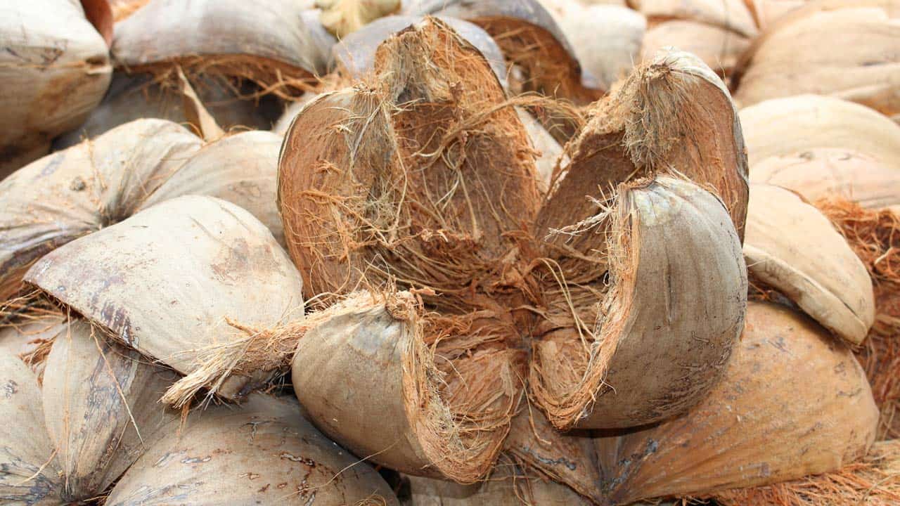 Industri kreatif berbasis sabut kelapa