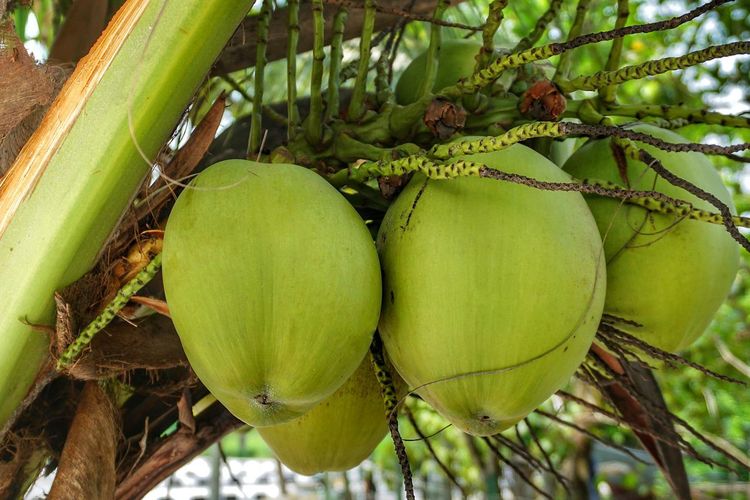 keunggulan pohon kelapa muda