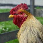 ayam