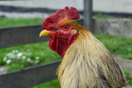 ayam