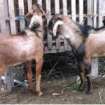 manajemen ternak kambing
