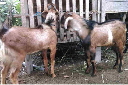 manajemen ternak kambing