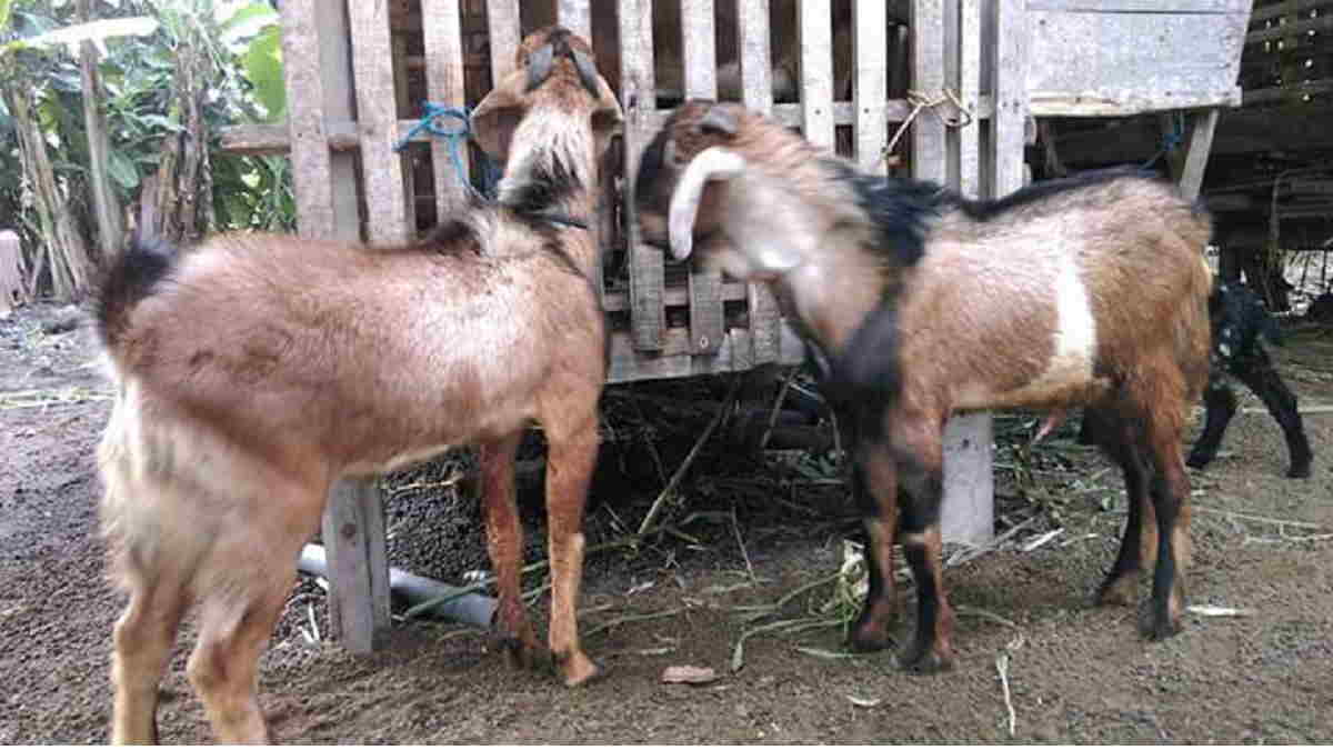 manajemen ternak kambing
