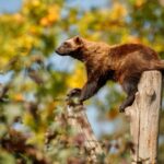 Manfaat Kopi Luwak untuk Kesehatan