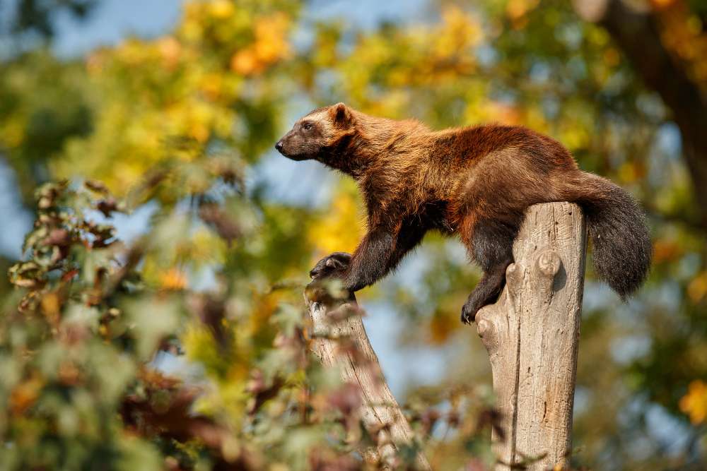 Manfaat Kopi Luwak untuk Kesehatan