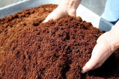 Bisnis Ekspor Cocopeat