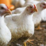 ayam broiler