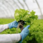 Manfaat Greenhouse untuk Budidaya Tanaman