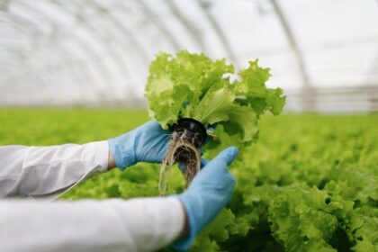 Manfaat Greenhouse untuk Budidaya Tanaman