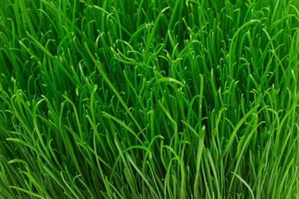 Keuntungan Menggunakan Alat Pencacah Rumput