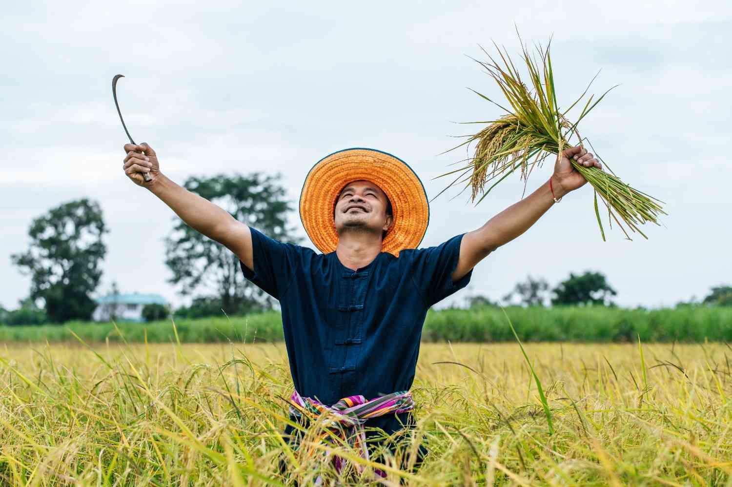 keunggulan mesin penggiling padi