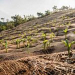 manfaat cocomesh dalam proyek revegetasi