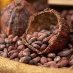 rantai produksi kakao ke cokelat