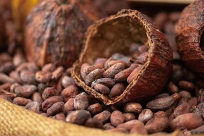 rantai produksi kakao ke cokelat
