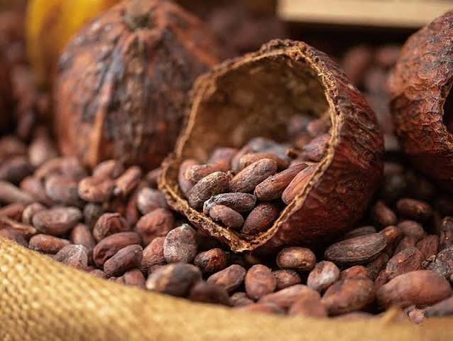rantai produksi kakao ke cokelat