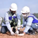 Apa Saja Tahapan Revegetasi Lahan Bekas Tambang