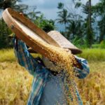 cara mengolah padi setelah dipotong