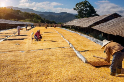 pengeringan bahan pertanian skala besar