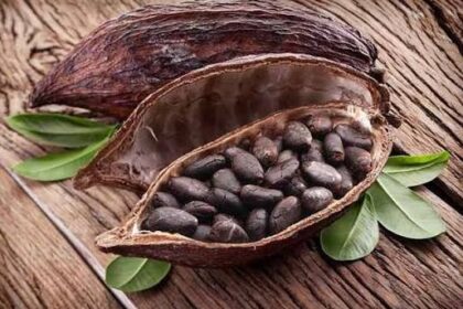 bagaimana cara menghaluskan kakao