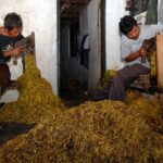 cara merajang tembakau yang benar