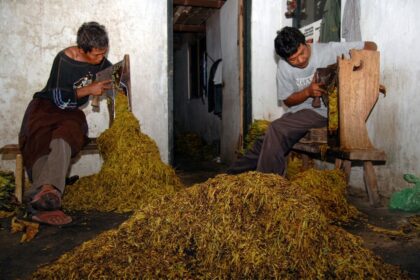 cara merajang tembakau yang benar