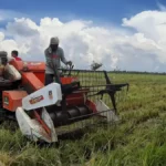 proses panen gabah lebih praktis