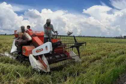 proses panen gabah lebih praktis