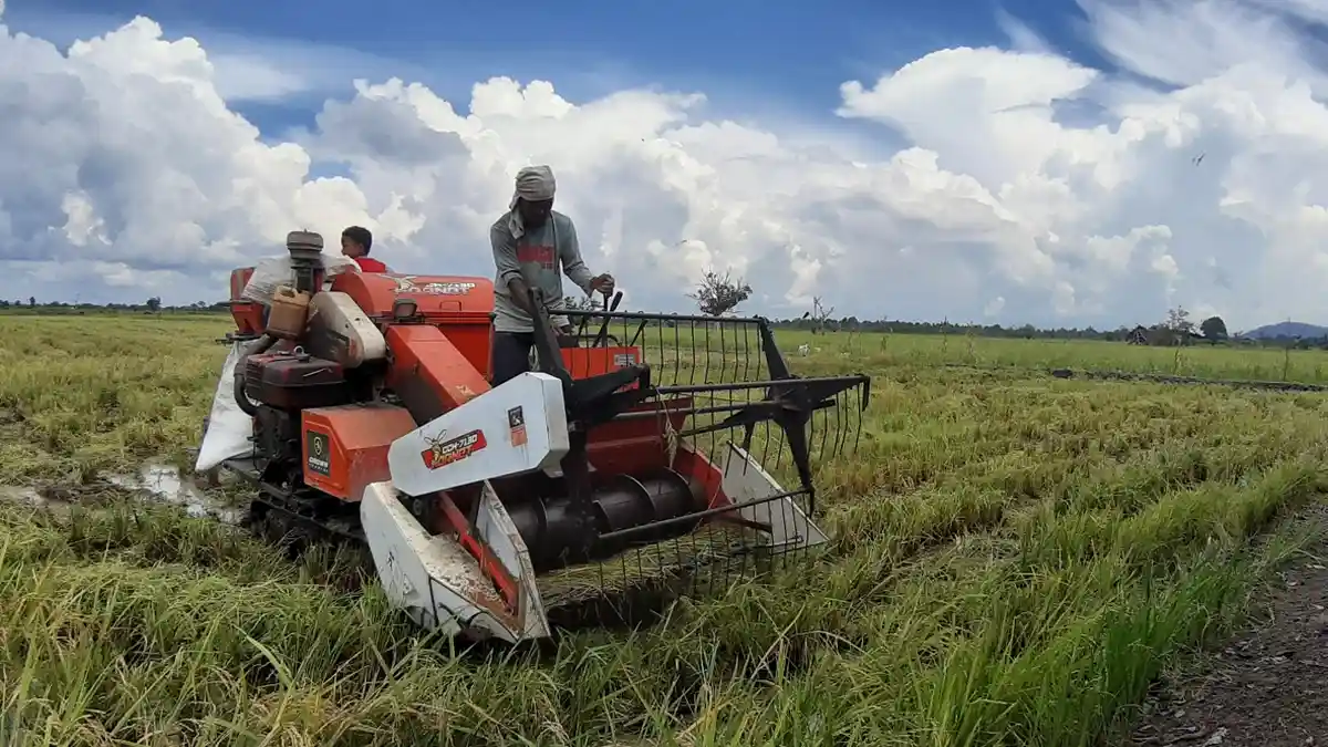 proses panen gabah lebih praktis