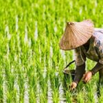 cara menanam padi dengan baik