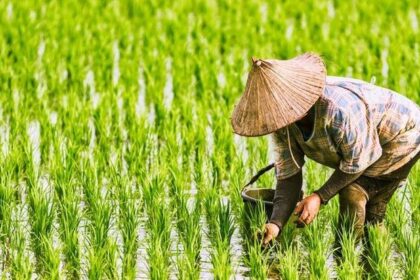 cara menanam padi dengan baik