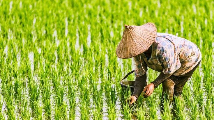 cara menanam padi dengan baik