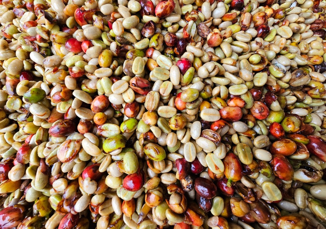 solusi kupas kopi basah hasil panen