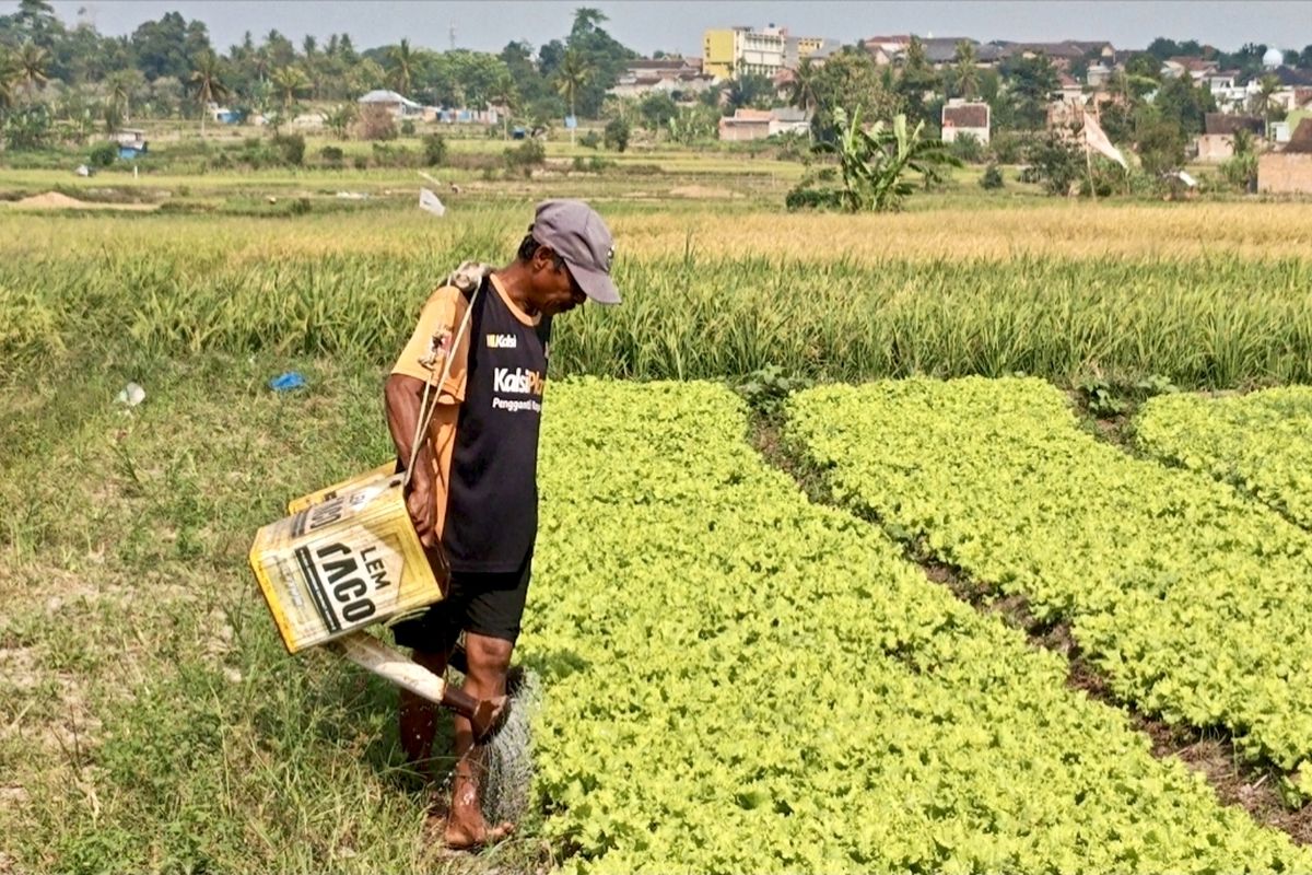mesin tanam padi 4 baris untuk produktivitas