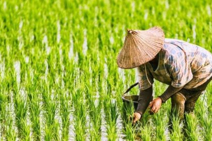 usaha jasa tanam padi untuk petani