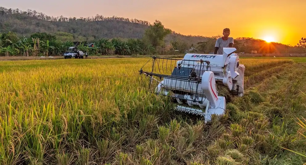 penanganan gabah untuk mengurangi kehilangan hasil panen
