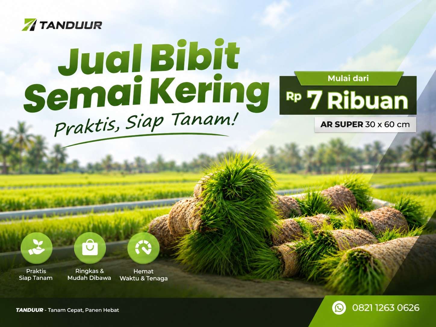 bibit pada semai kering siap tanam
